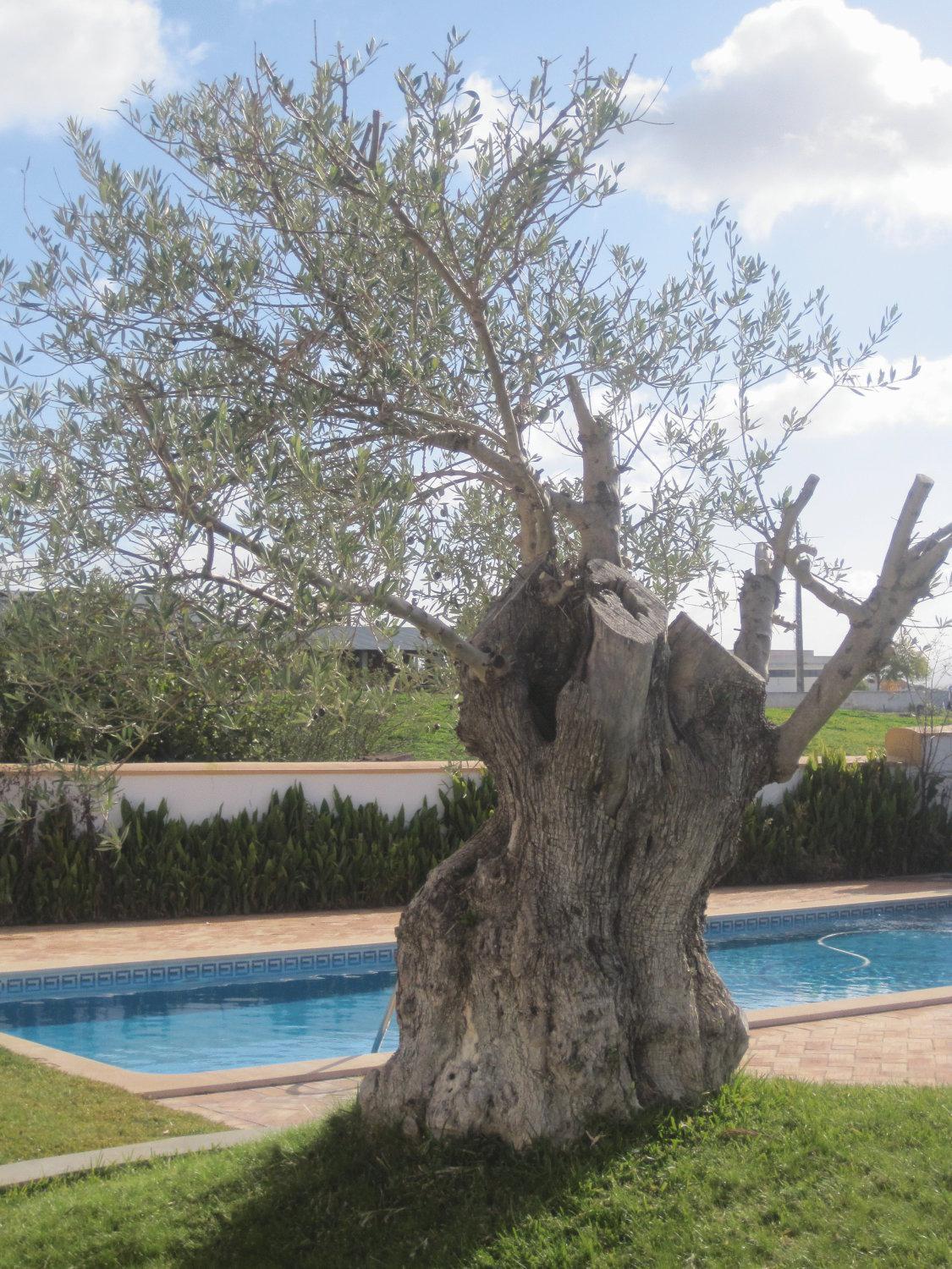 Outeiro Da Vila - Casas De Campo Vila Verde de Ficalho Zewnętrze zdjęcie